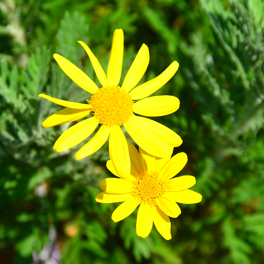 Euryops pectinatus 'Viridis'