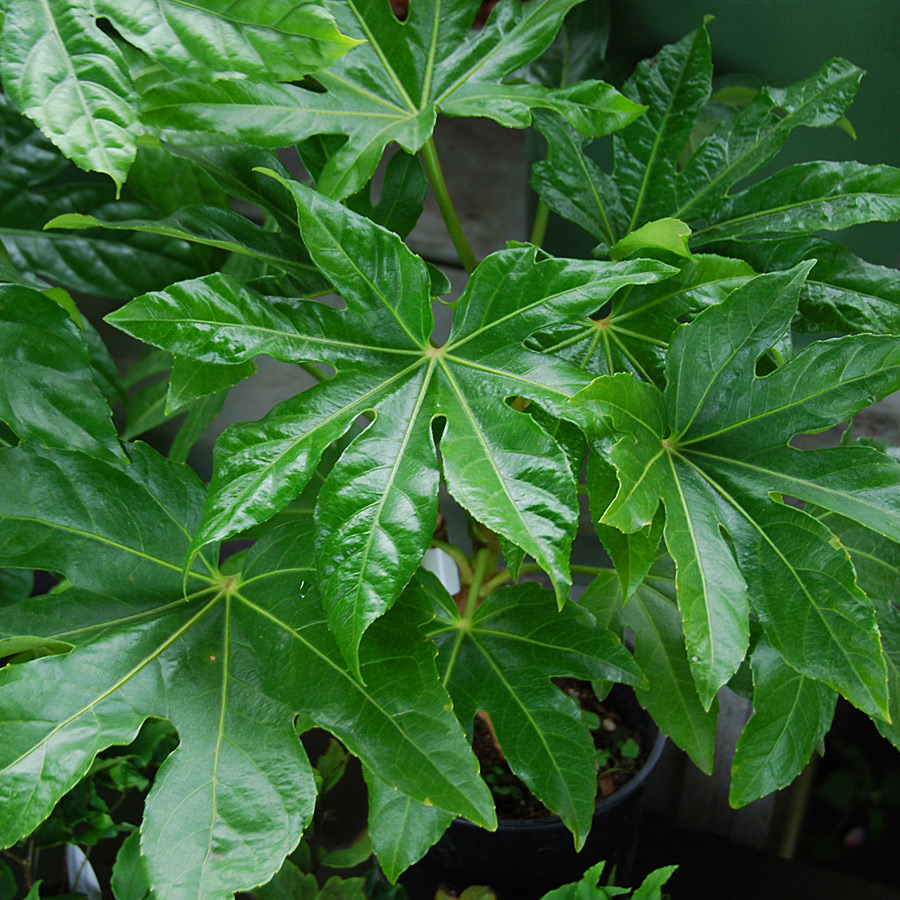 Fatsia japonica 