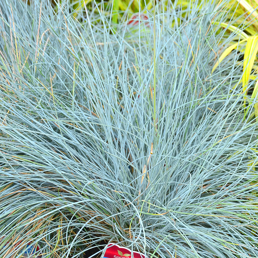 Festuca glauca 'Beyond Blue' 