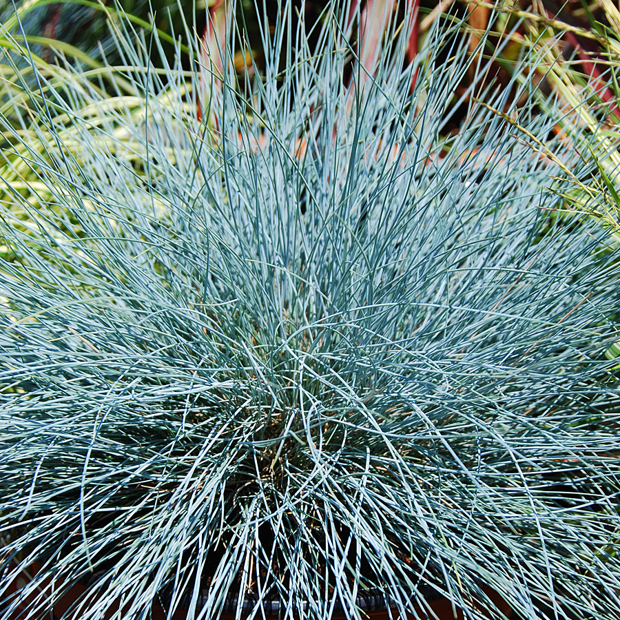 Festuca x 'Cool as Ice'