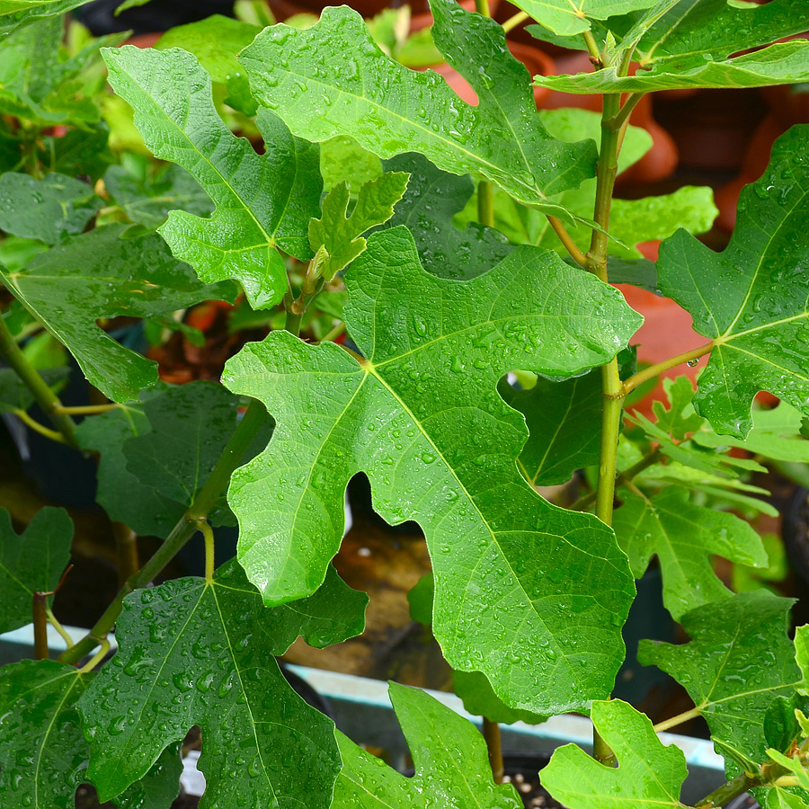 Ficus carica 'Chicago Hardy'