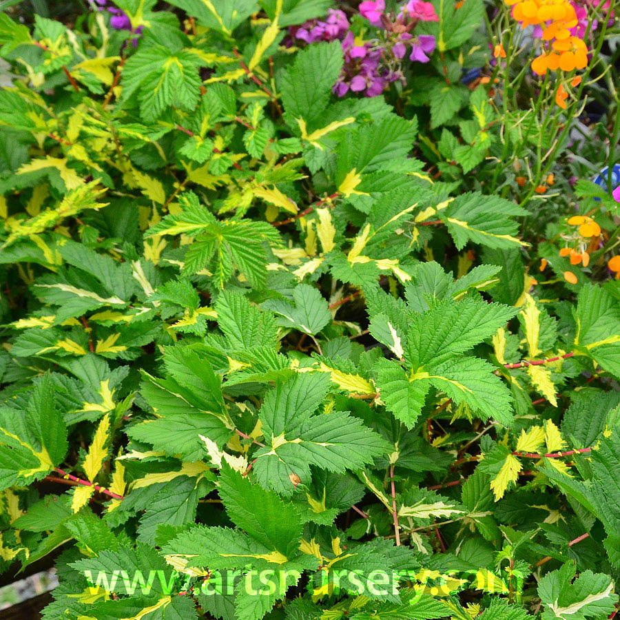 Filipendula ulmaria ‘Variegata’