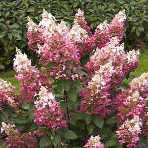 Hydrangea paniculata 'Wim's Red'