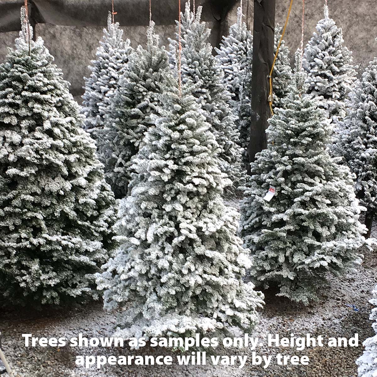 Flocked 3-4ft Douglas Fir Christmas Tree  