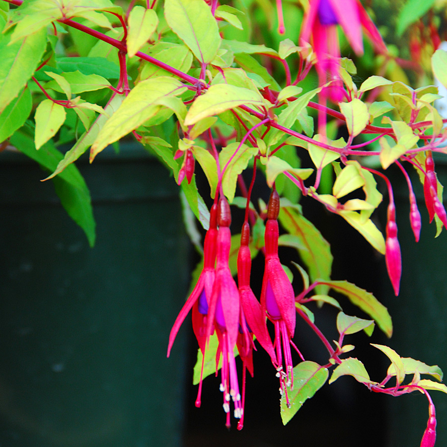 Fuchsia magellanica aurea Patio Pot Tree