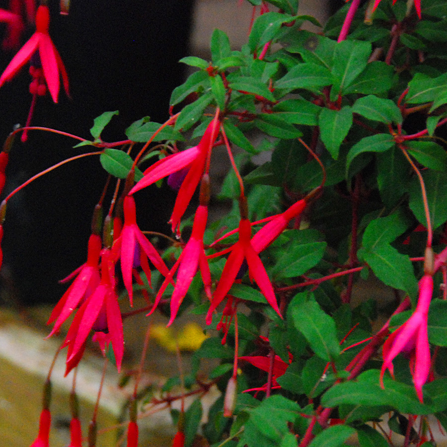 Fuchsia magellanica 'Riccartonii' 30cm Patio Pot