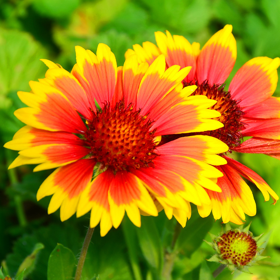 Gaillardia aristata 'Granada'