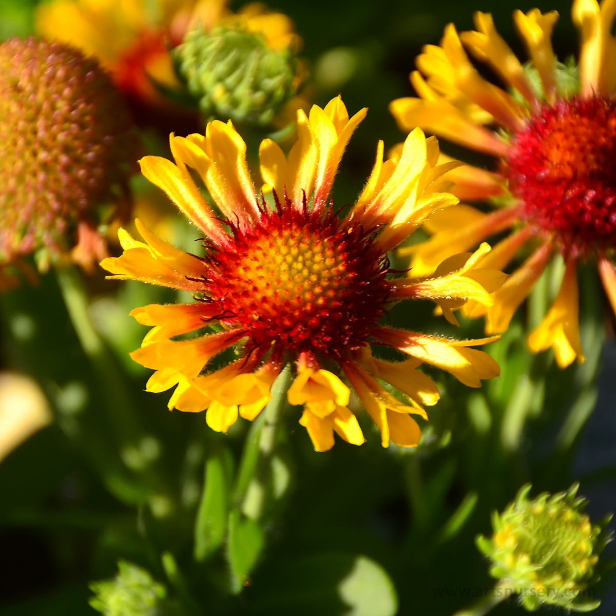 Gaillardia aristata 'Fanfare Citronella'