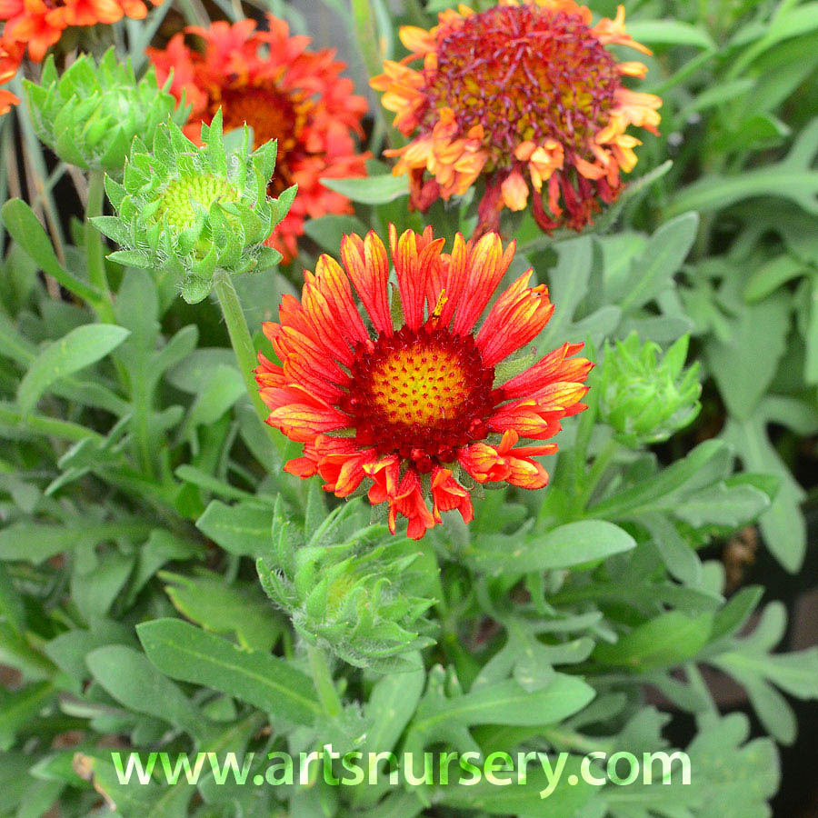 Gaillardia x grandiflora 'Fanfare Blaze'