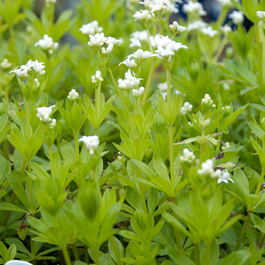 Galium odoratum