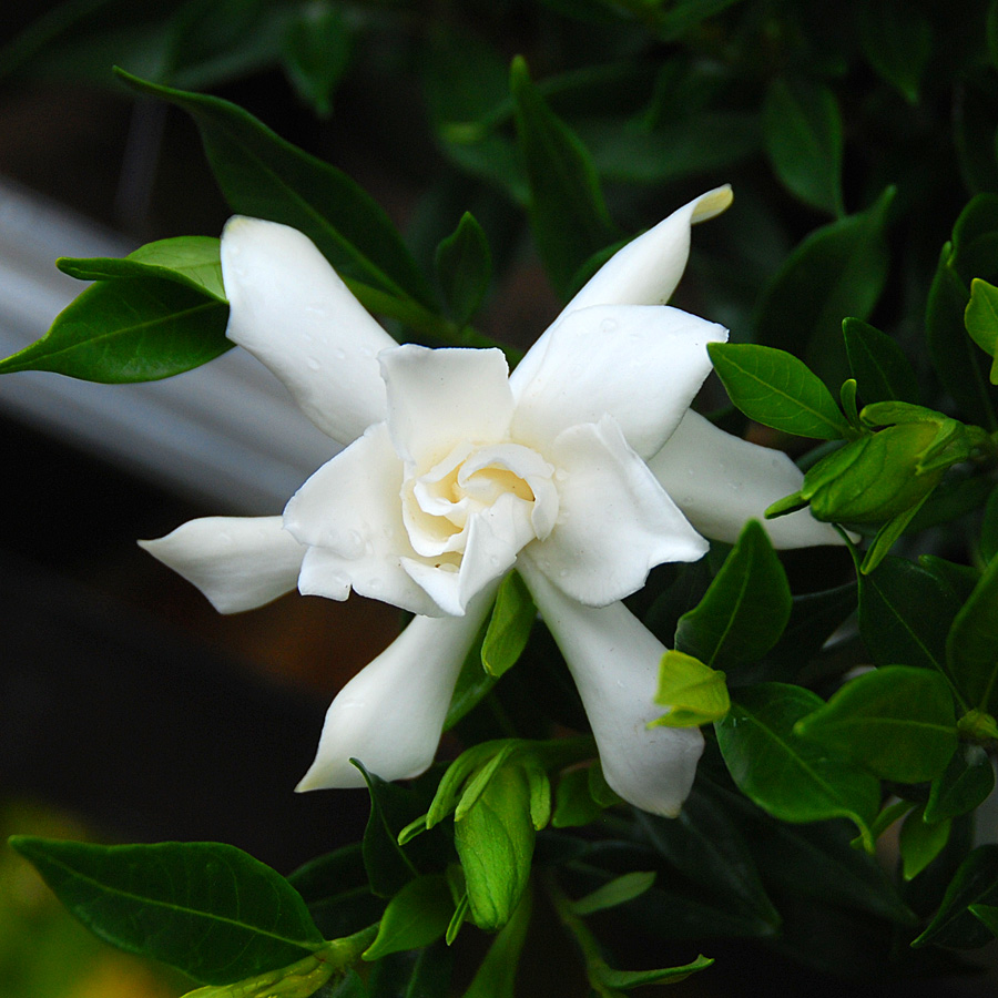 Gardenia jasminoides 'Frost Proof'