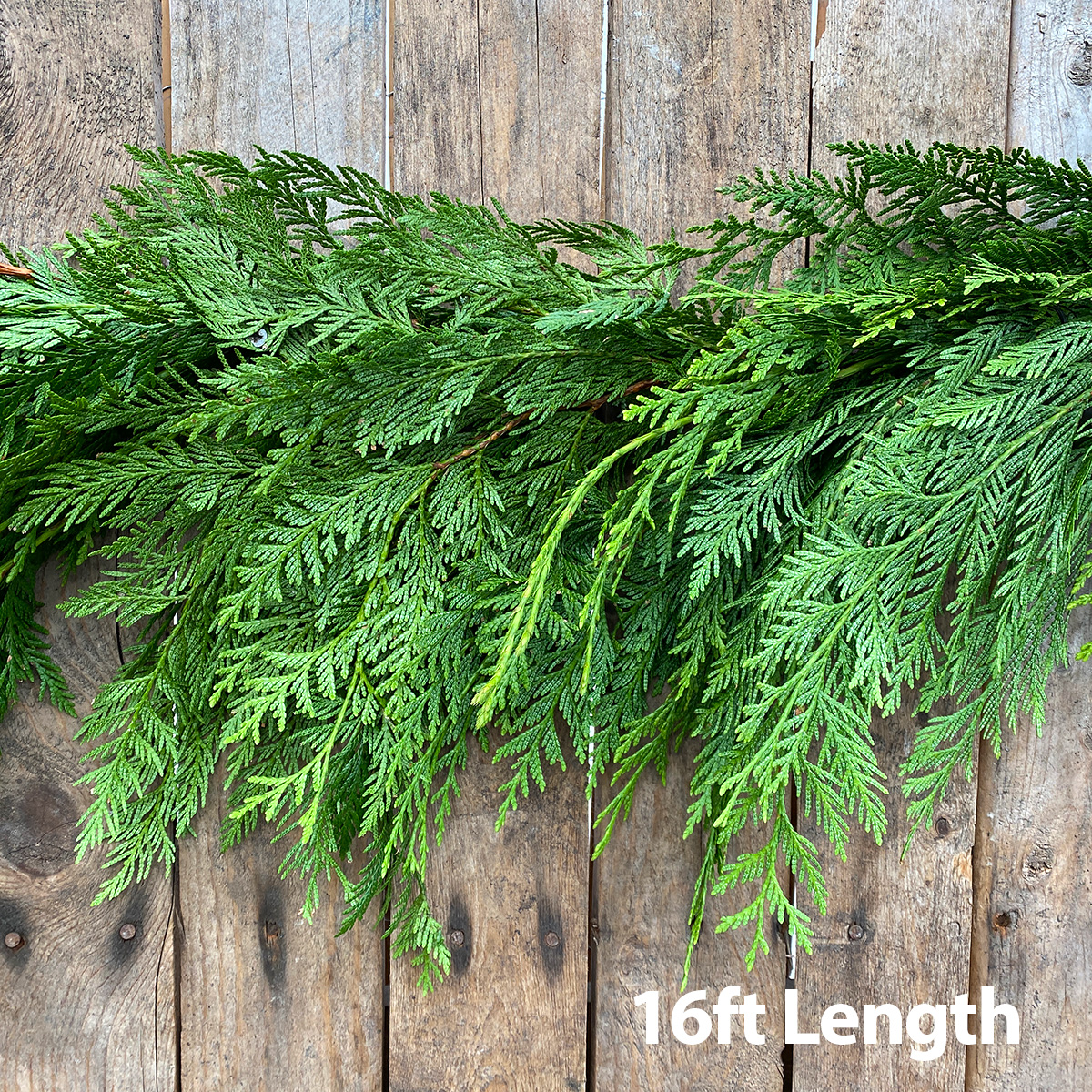 Christmas Greens - Cedar Garland 16ft Fresh Greens, Garlands