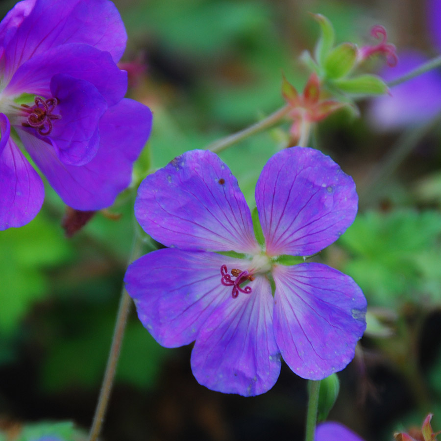 Geranium 'Rozanne'