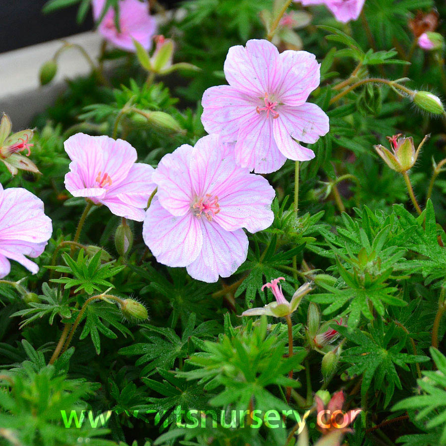 Geranium Sang 'Apfelblüte'