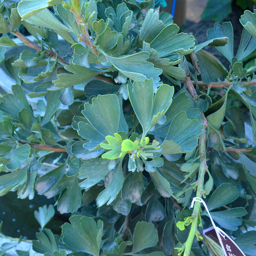 Ginkgo biloba 'Golden Colonnade'