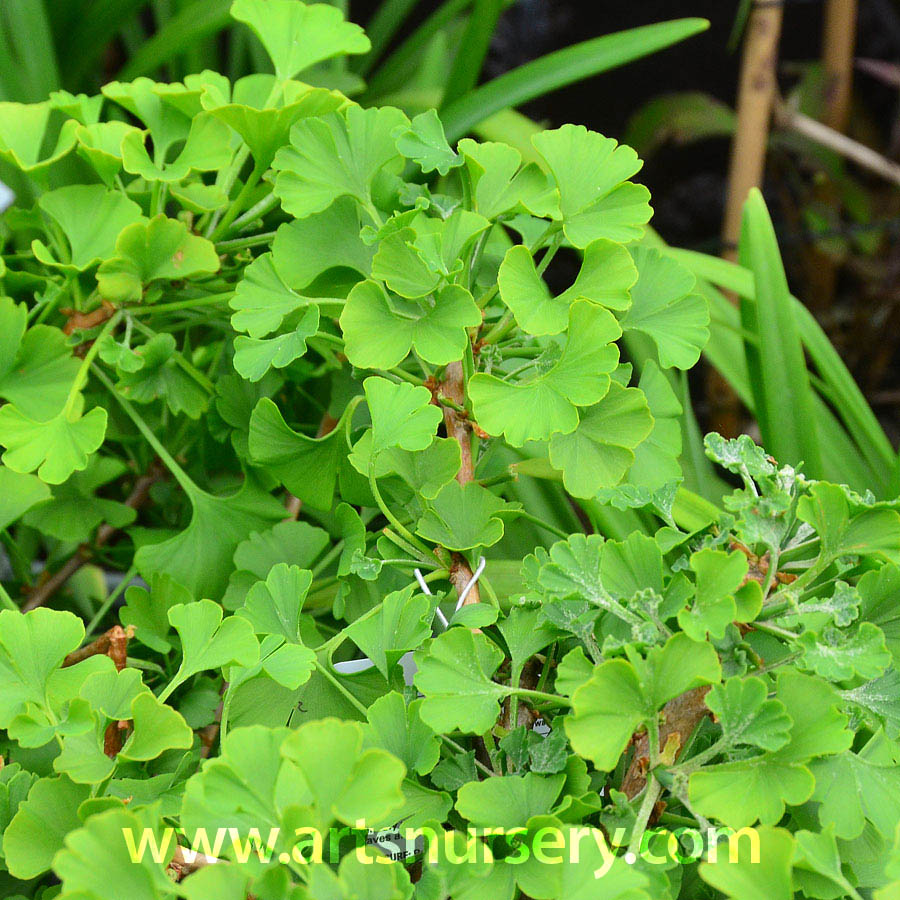 Ginkgo biloba 'Spring Grove'