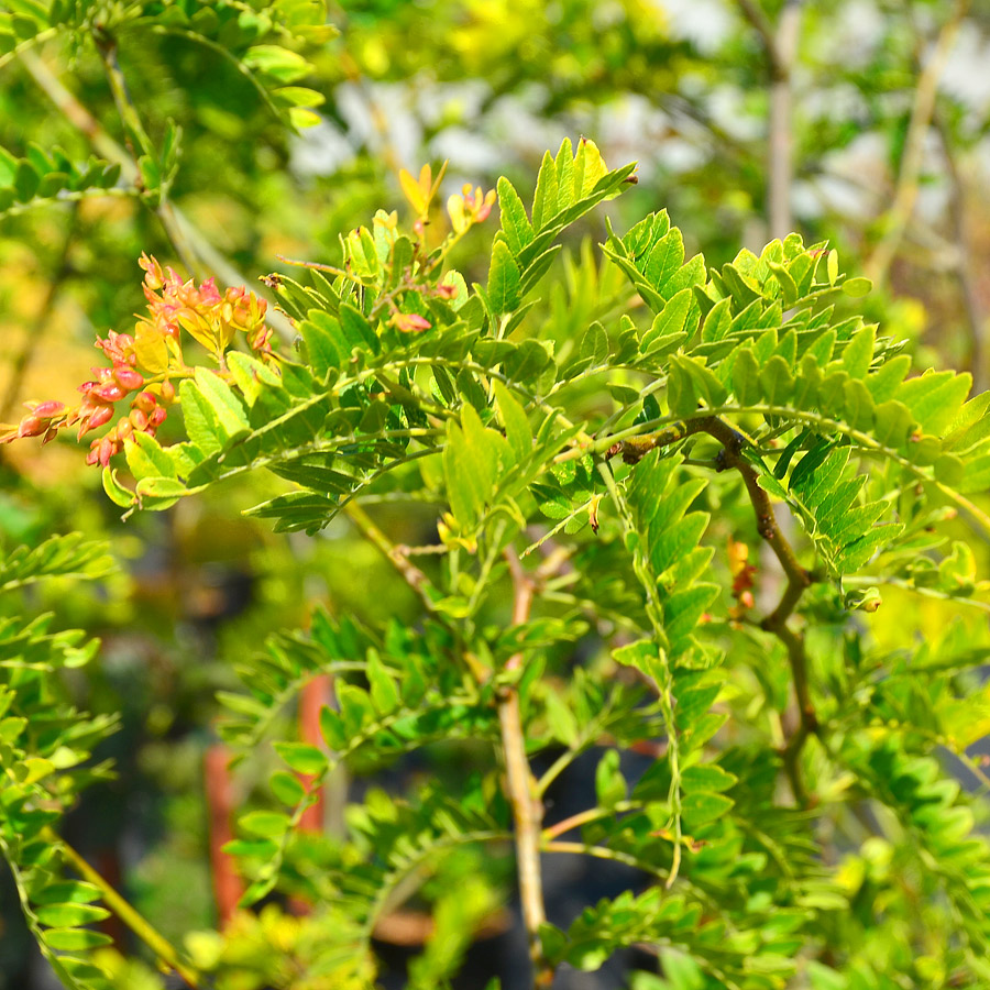 Gleditsia triacanthos 'Street Keeper"