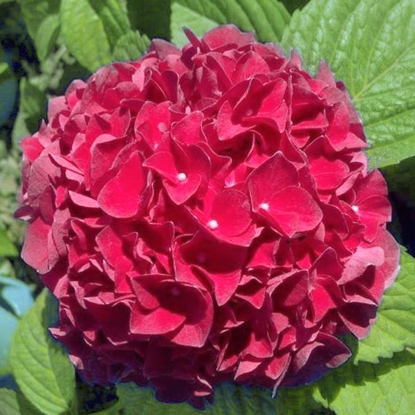 Hydrangea Everlasting 'Crimson'