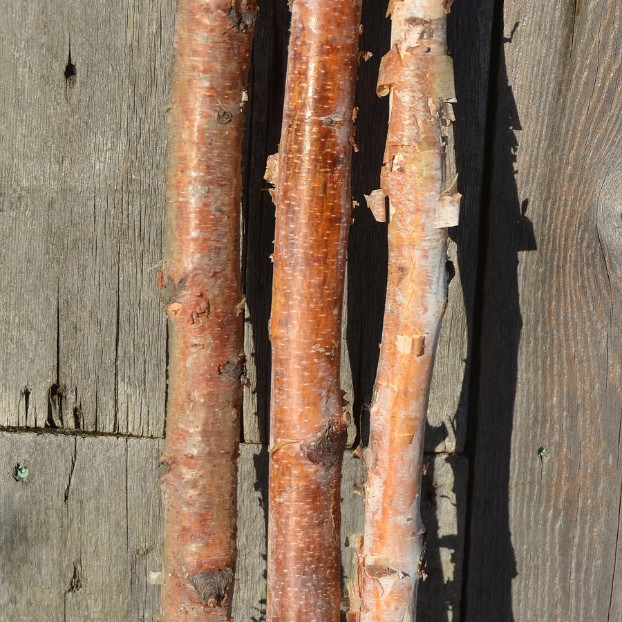 Christmas Greens - Red Birch Poles