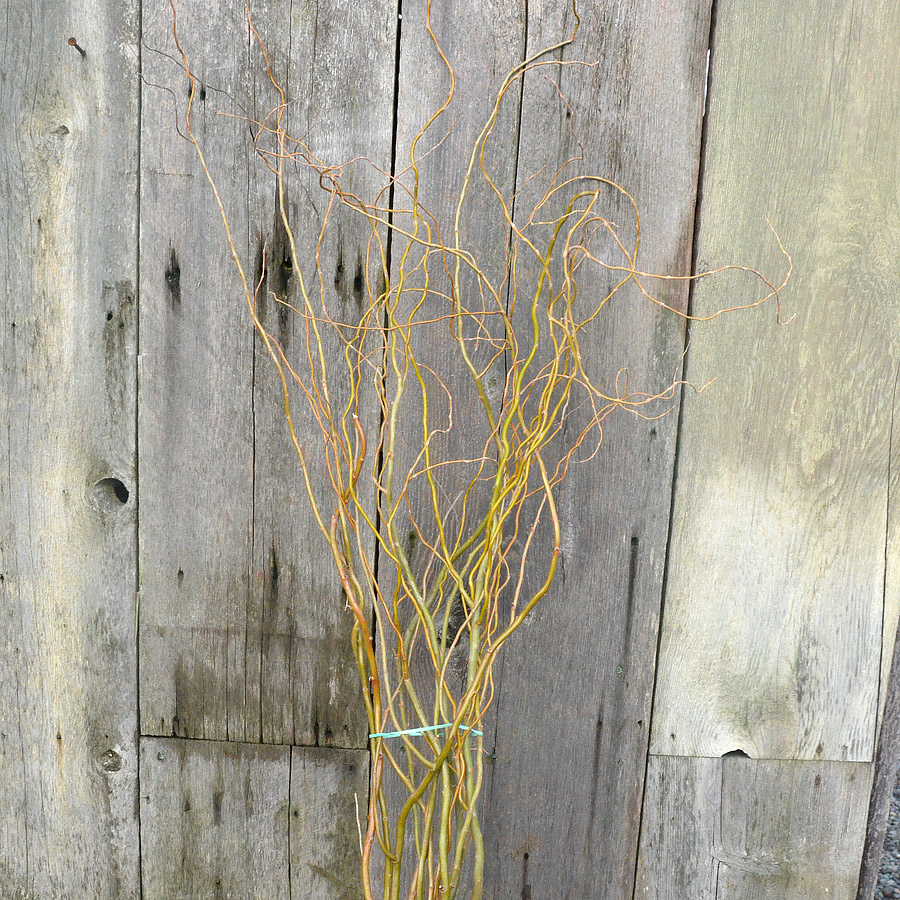 Curly Willow Stems