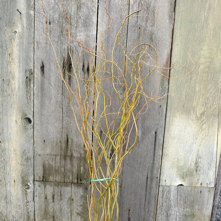 Christmas Greens - Curly Willow Medium 