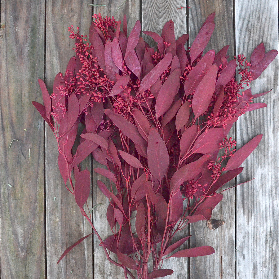 Red Eucalyptus Stems