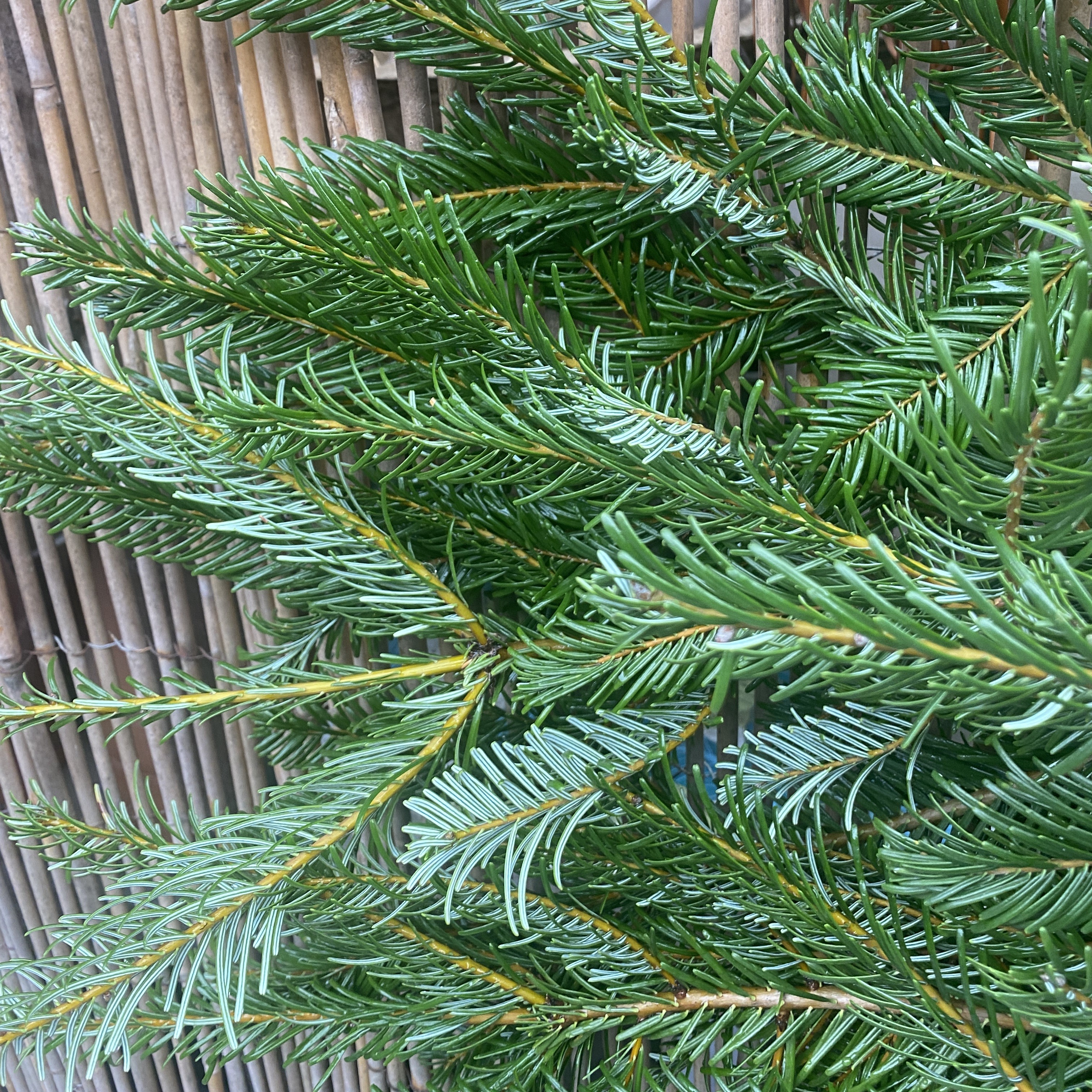 greens_grand_fir.JPG