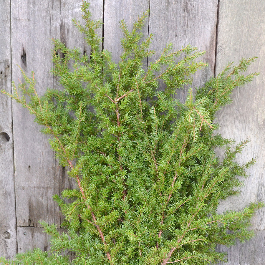 Hemlock Boughs and Branches