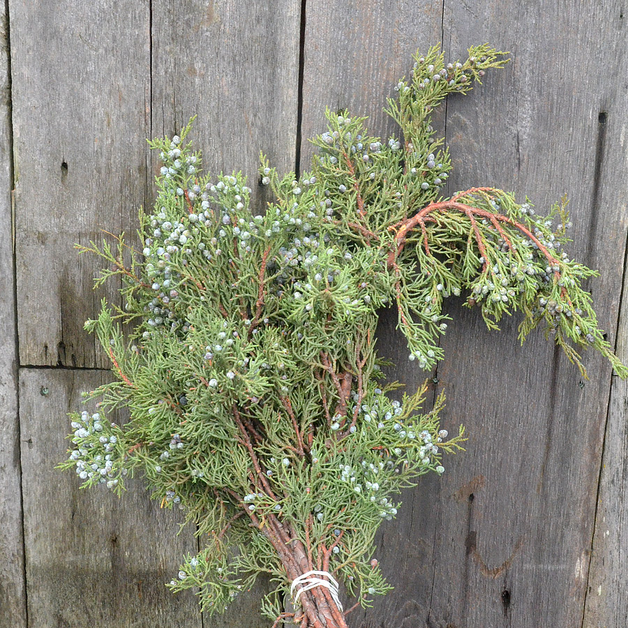 Juniper Berry Boughs and Branches