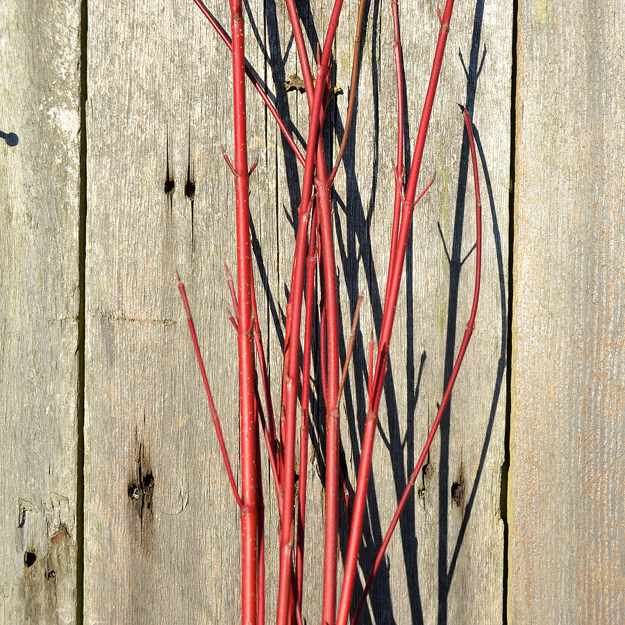 Red Dogwood Stems