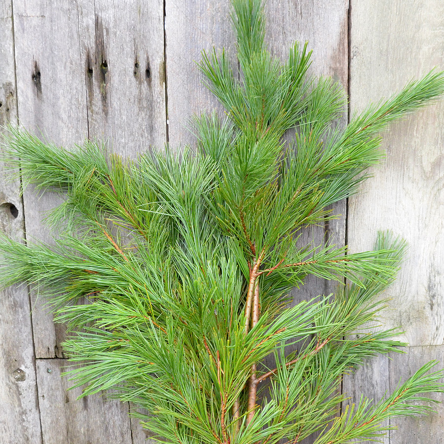 White Pine Boughs and Branches