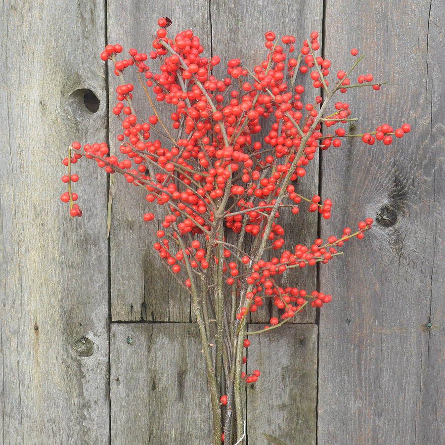 Deciduous Holly, Winter Berry Stems