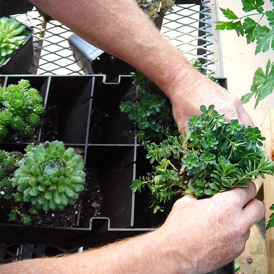 GroVert Vertical Planter Planting