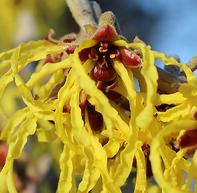 Hamamelis x int 'Arnold Promise' 