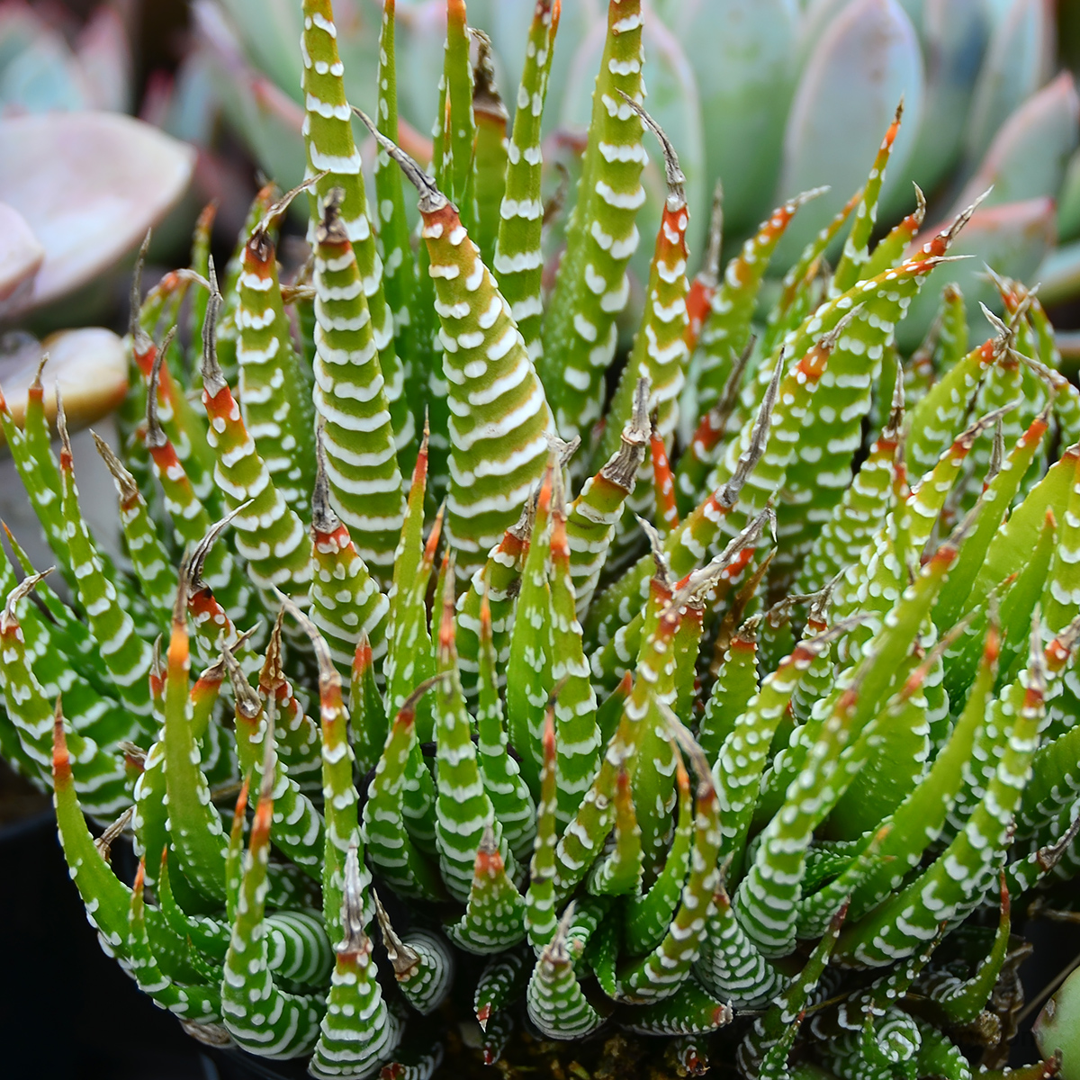 Haworthia attenuata