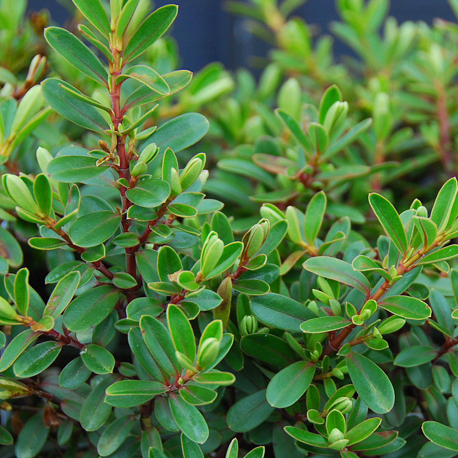 Hebe buxifolia 'Patty's Purple