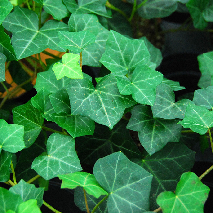 Hedera Helix 'White ripple'