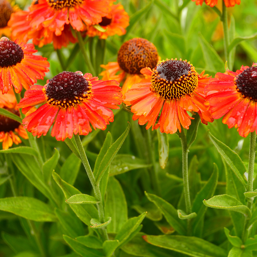 Helenium 'Short n' Sassy'