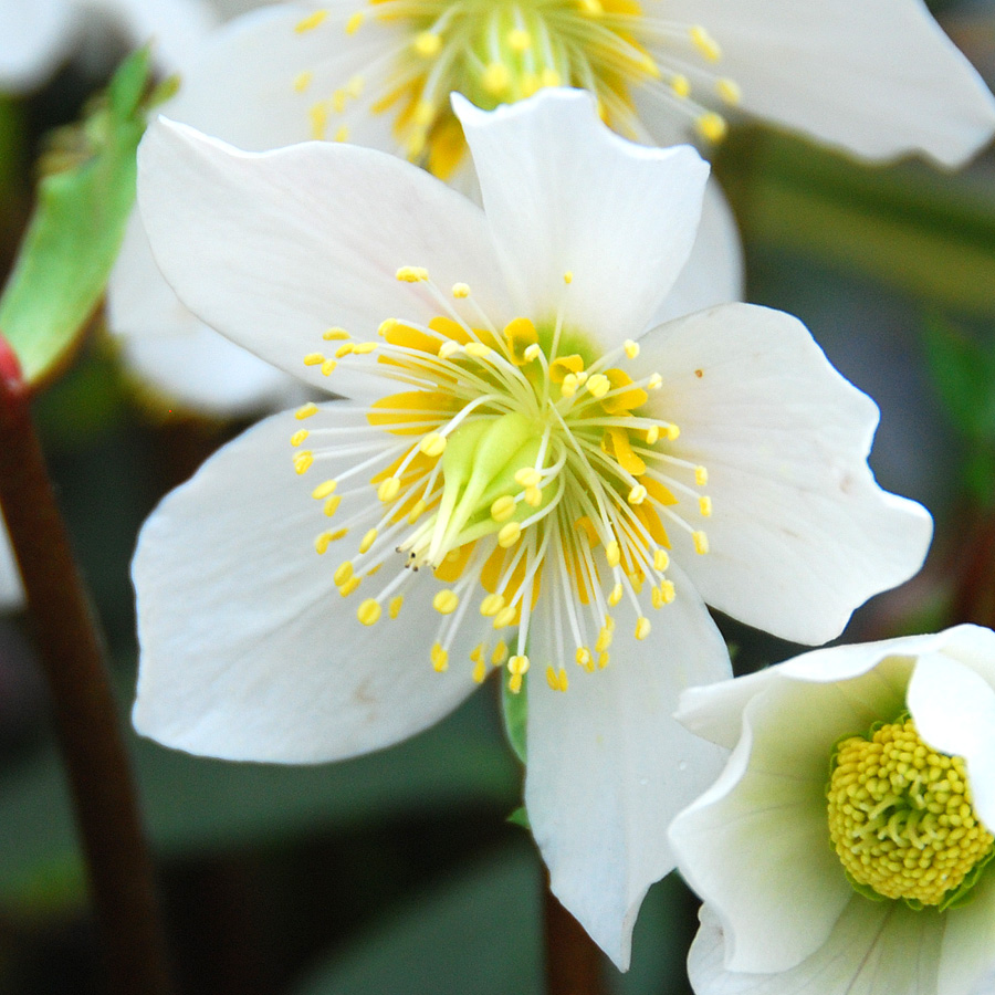 Helleborus niger 'Jacob