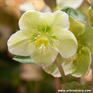 Hellebore x ballardiae 'Moonlit Marble'