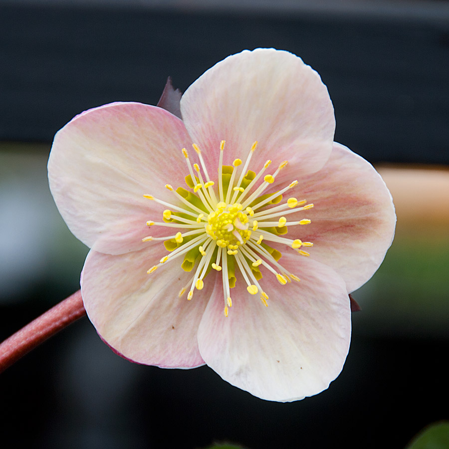 Helleborus 'Pink Frost' 