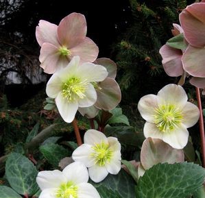 Helleborus x hybridus 'Ruby Wine'