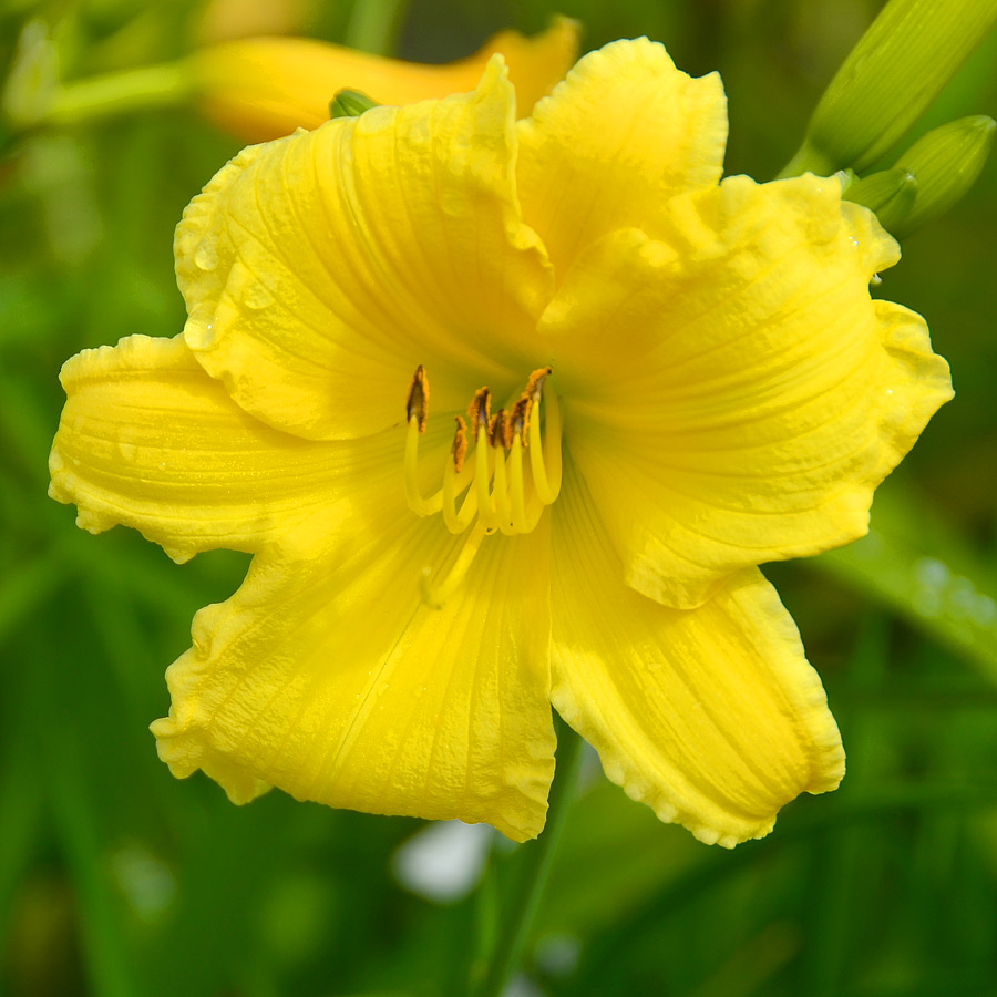 Hemerocallis 'Big Time Happy'