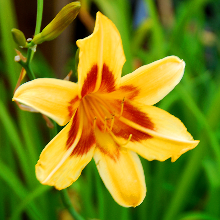 Hemerocallis 'Condilla'