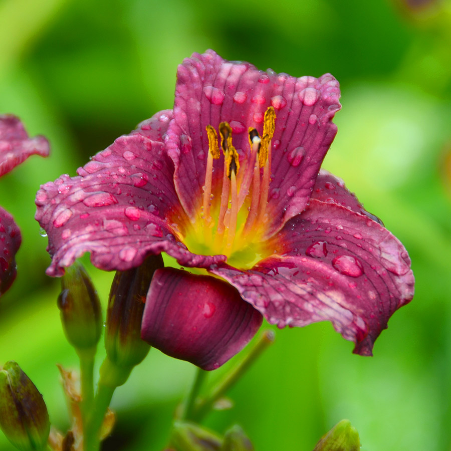 Hemerocallis 'Little Grapette'