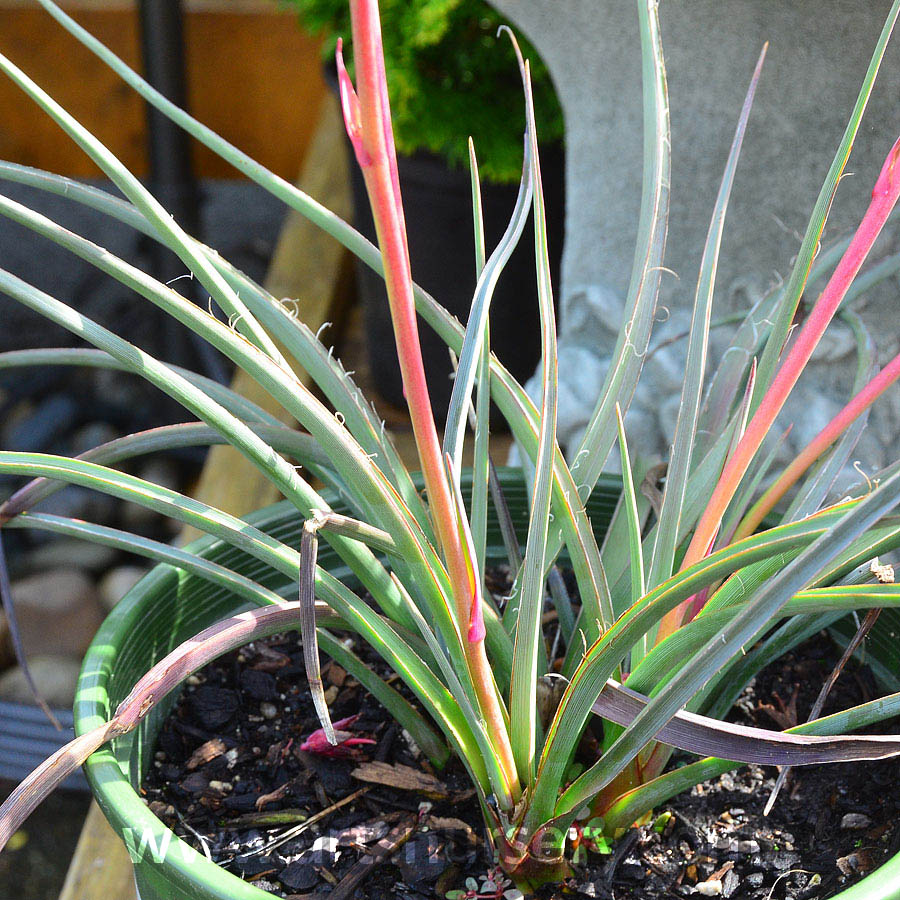 Hesperaloe parviflora 'Perpa'