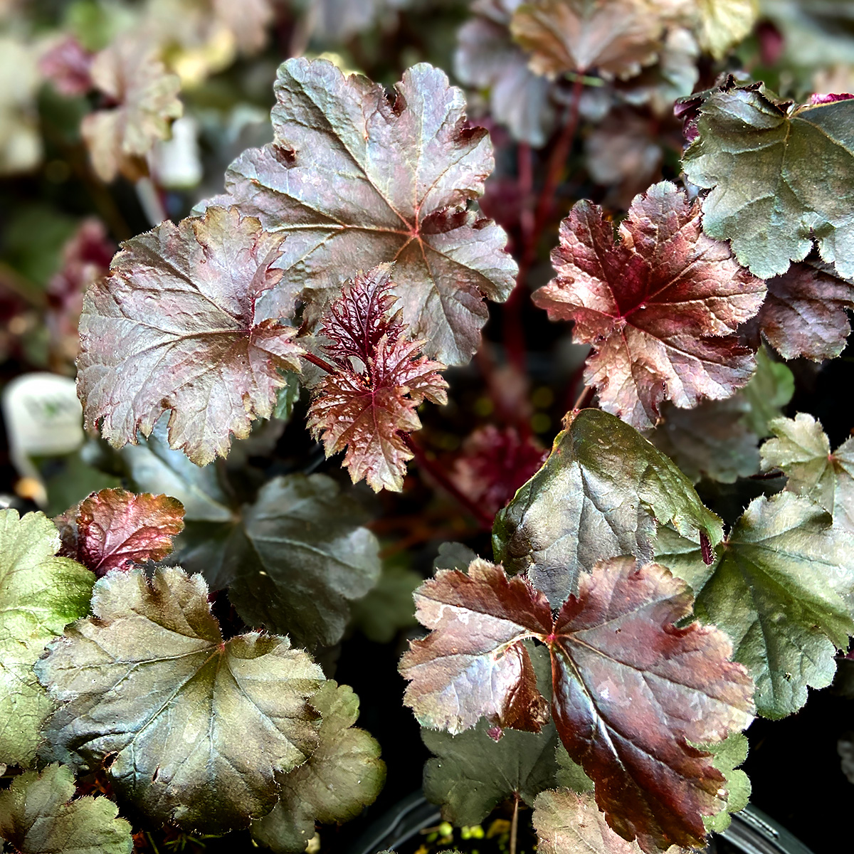 Heuchera 'Black Pearl'