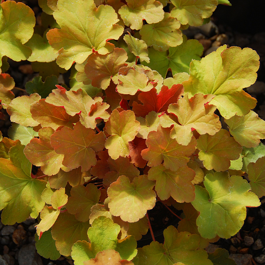 Heuchera 'Caramel'