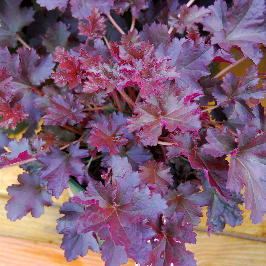 Heuchera 'Crimson Curls'