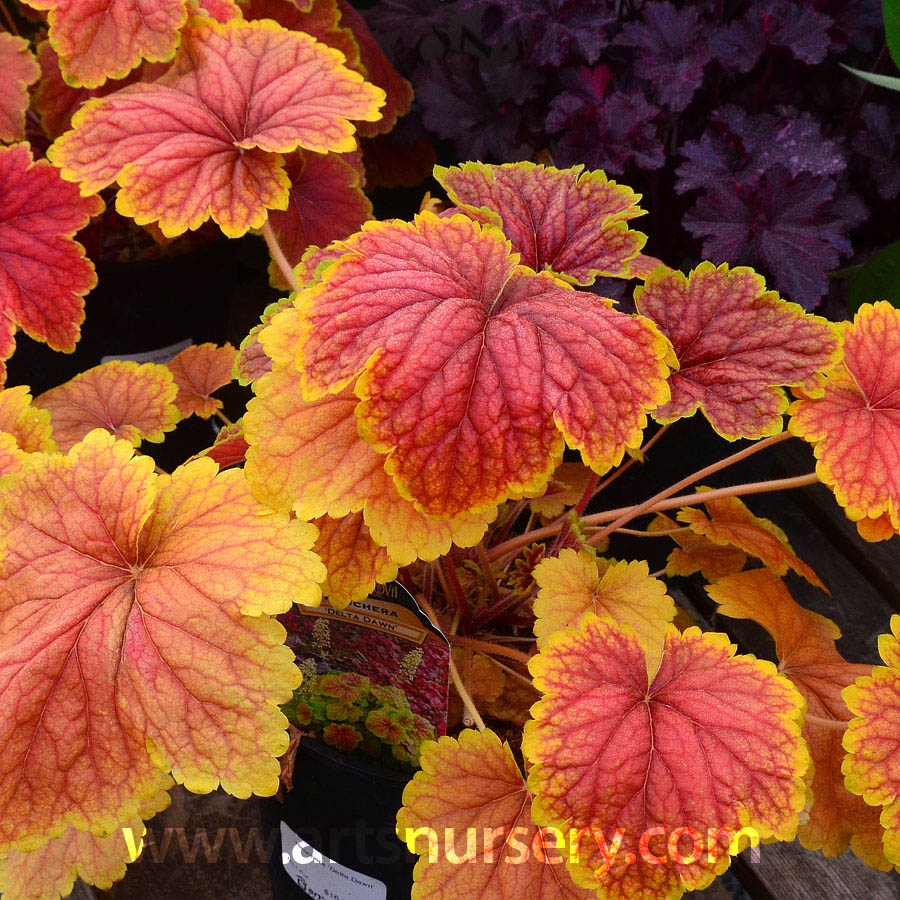 Heuchera 'Delta Dawn'